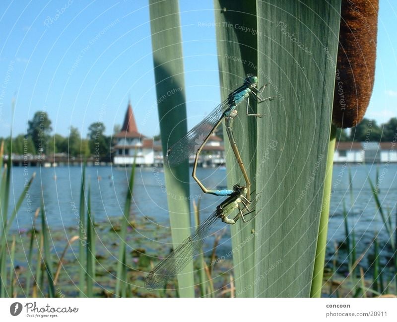 Coitus libellus Libelle Schilfrohr Sommer Wasser Makroaufnahme