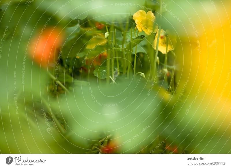 Kapuzinerkresse Pflanze Blume Blatt Blüte Wachstum Farbfoto Außenaufnahme Nahaufnahme Detailaufnahme Makroaufnahme Morgen Tag Starke Tiefenschärfe Weitwinkel