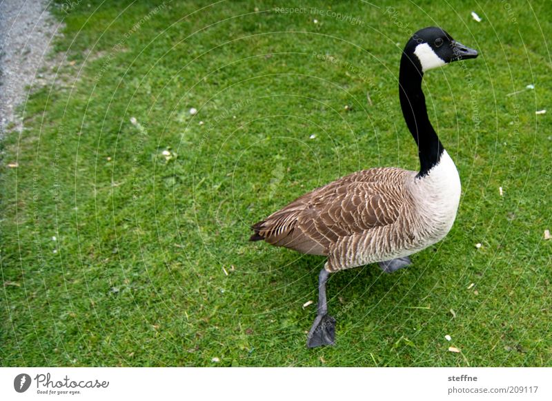 Gans schön fies, der Zählfred Wiese Haustier Nutztier 1 Tier laufen schnattern Farbfoto Außenaufnahme Weitwinkel Tierporträt Gras Rasen grün Feder Hals