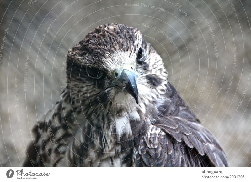 Falconlord Tier Vogel Tiergesicht Feder Schnabel 1 beobachten Freundlichkeit braun grau schwarz weiß selbstbewußt Kraft ästhetisch Zufriedenheit elegant