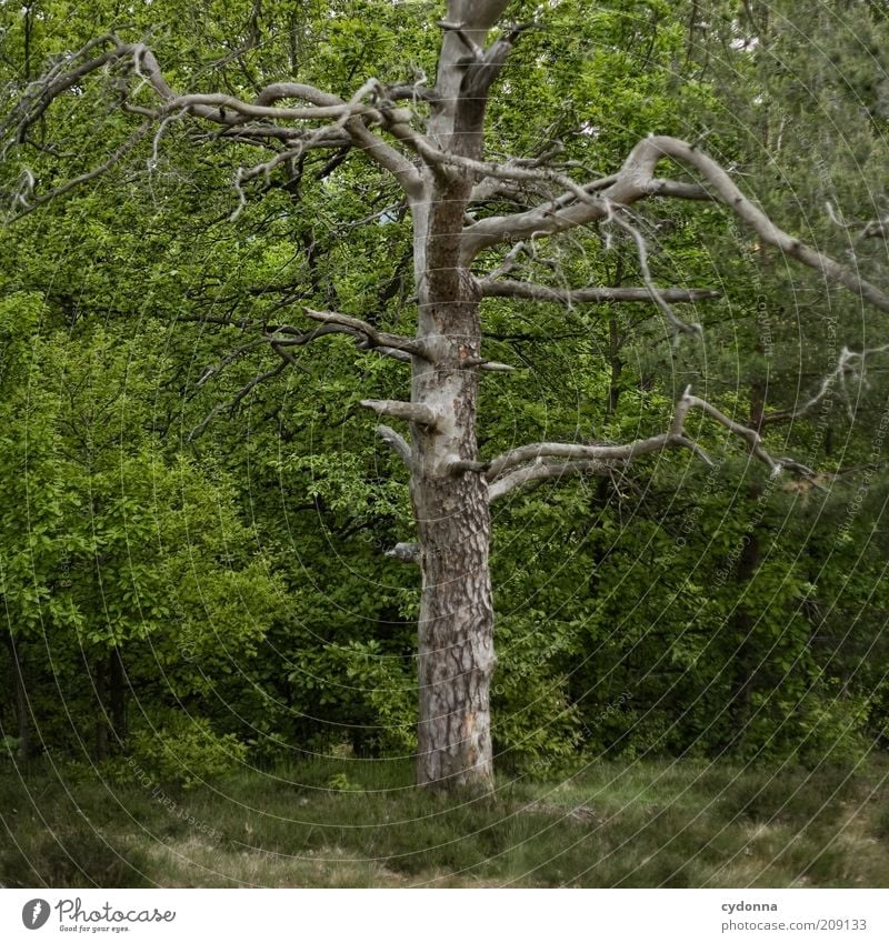 Ich mach da nicht mehr mit Umwelt Natur Frühling Sommer Baum Wald ästhetisch Einsamkeit Ende bedrohlich Idee Leben Misserfolg nachhaltig skurril stagnierend Tod