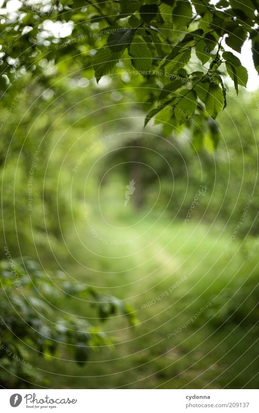 Weg durchs Grün Erholung ruhig Umwelt Natur Sommer Baum Blatt Wald geheimnisvoll nachhaltig Wege & Pfade Zeit Ziel grün Farbfoto Außenaufnahme Detailaufnahme