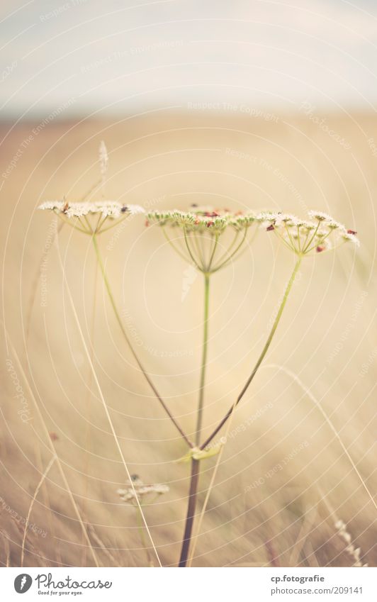 - Natur Pflanze Tier Sommer Schönes Wetter Gras Blüte Grünpflanze Wildpflanze Wiese Feld Wildtier Flügel Käfer Insekt Tiergruppe natürlich Farbfoto Tag