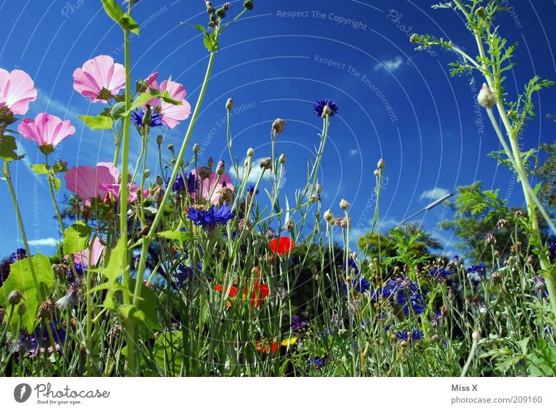 Blumenwiese Frühling Sommer Schönes Wetter Pflanze Blüte Wiese Blühend Wachstum Duft mehrfarbig Idylle Natur ruhig Farbfoto Außenaufnahme Sonnenlicht