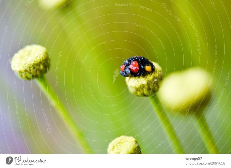 Regenkäfer III Tier Nutztier Wildtier Käfer Marienkäfer 1 klein grün rot schwarz Insekt schwarz-rot Wassertropfen Makroaufnahme Nahaufnahme Querformat