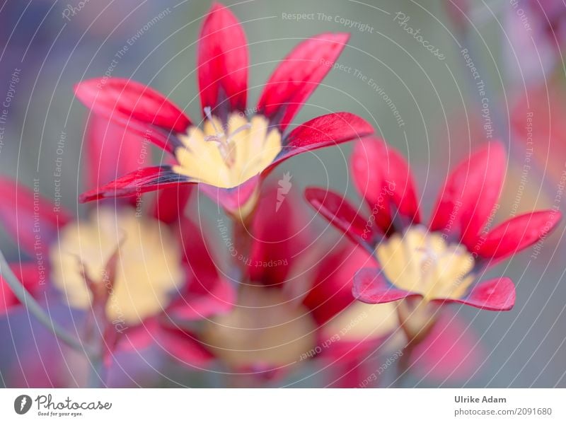 Rote Blumen Leben Tapete Bild Poster Natur Pflanze Frühling Nebel Blüte Topfpflanze Garten Park Blühend Fröhlichkeit frisch gelb rot Frühlingsgefühle Vorfreude