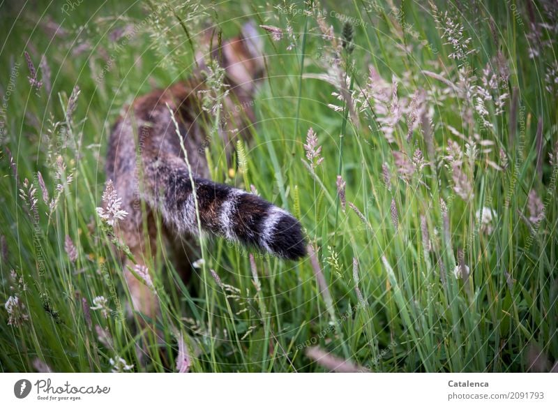 Durchstreifen; Katze im hohen Gras Jagd Natur Pflanze Tier Sommer Garten Wiese Haustier 1 beobachten Blühend gehen verblüht elegant Erfolg braun gelb grau grün