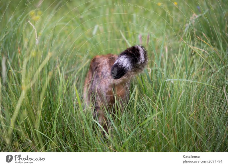 Ab ins Wochenende, Tigerkatze von hinten im hohen Gras auf der Wiese Natur Pflanze Tier Sommer Katze 1 gehen braun gelb grün schwarz weiß Stimmung Wegsehen