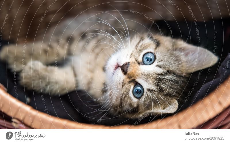 Kleine Katze im Körbchen Hauskatze Katzenbaby schön süß kitten Baby miez Auge Haustier Hintergrundbild Tier Interesse Kind Ohr Spielen Tierjunges Säugetier weiß