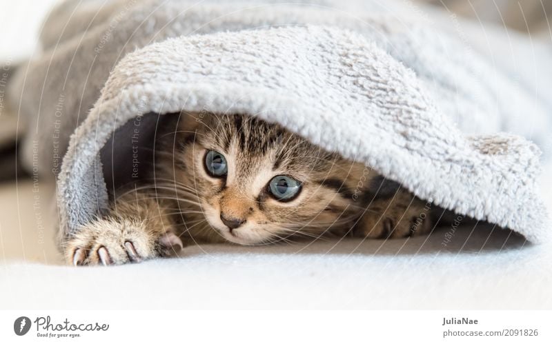 kleine Katze versteckt sich schön Spielen Kind Baby 1 Mensch Tier Haustier Tiergesicht Fell Krallen Tierjunges kuschlig Neugier niedlich weich grau weiß