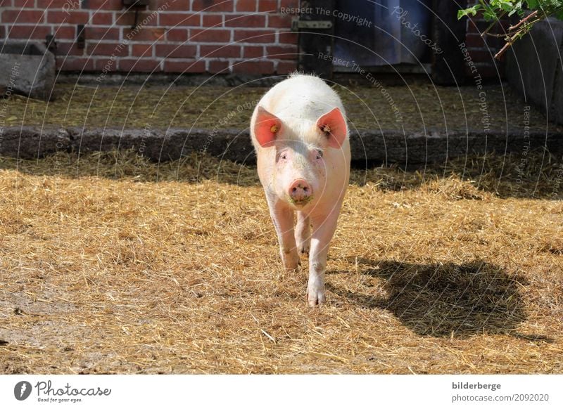 Schwein Ferien & Urlaub & Reisen Umwelt Natur Schweinefleisch Ferkel 1 Tier Umweltschutz Bauernhof bilderberg ferekel Gans ökologisch demeter Gesunde Ernährung