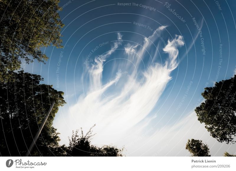 smoky trees Umwelt Natur Landschaft Pflanze Urelemente Luft Himmel Wolken Sommer Klima Klimawandel Wetter Schönes Wetter Wind Baum atmen Denken genießen