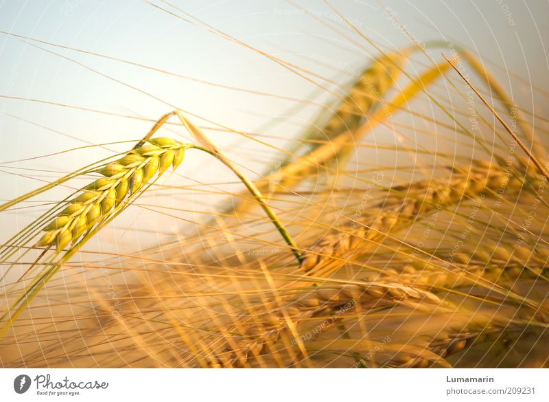 Hochkonjunktur Umwelt Landschaft Sommer Schönes Wetter Pflanze Nutzpflanze Feld Gesundheit natürlich schön trocken Wärme wild weich gelb gold Idylle Kraft Leben