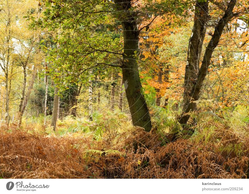 Herbstwald Umwelt Natur Landschaft Pflanze Baum Blatt Park Wald braun gelb grün Hintergrundbild farbenfroh fallen üppig (Wuchs) multi November Oktober orange