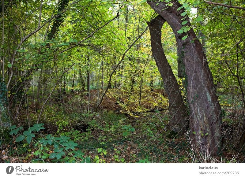 Herbstwald Umwelt Natur Landschaft Pflanze Baum Blatt Park Wald braun gelb grün fallen Hintergrundbild orange Saison Oktober November farbenfroh multi organisch