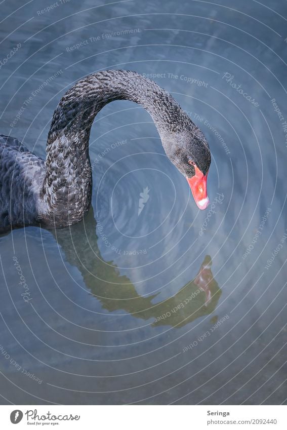 Schwarze Schönheit Natur Pflanze Tier Wasser Teich See Bach Fluss Wildtier Vogel Schwan Tiergesicht Flügel 1 Schwimmen & Baden Trauerschwan Feder Farbfoto