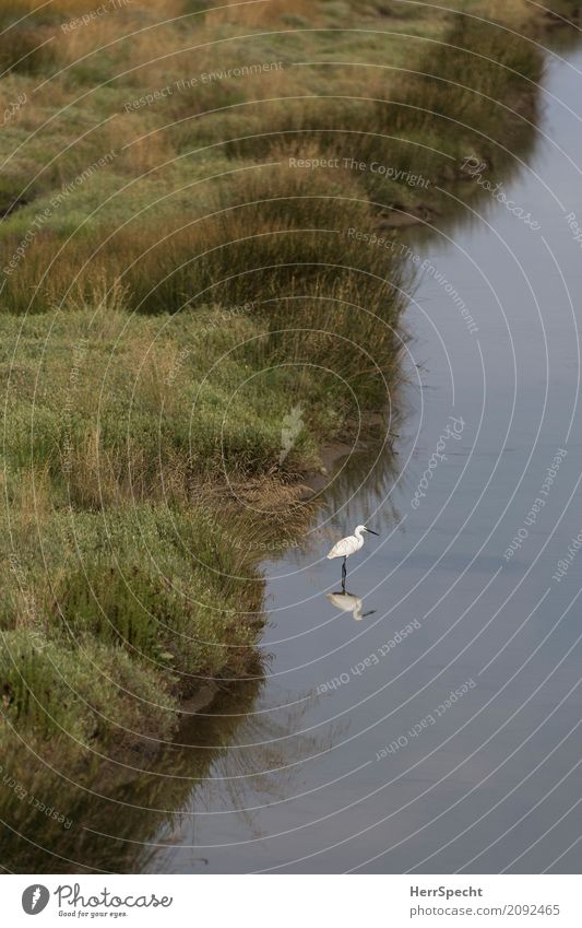 Warteposition Umwelt Natur Landschaft Pflanze Tier Wasser Gras Flussufer Vogel 1 stehen warten natürlich grau grün Gelassenheit geduldig ruhig diszipliniert