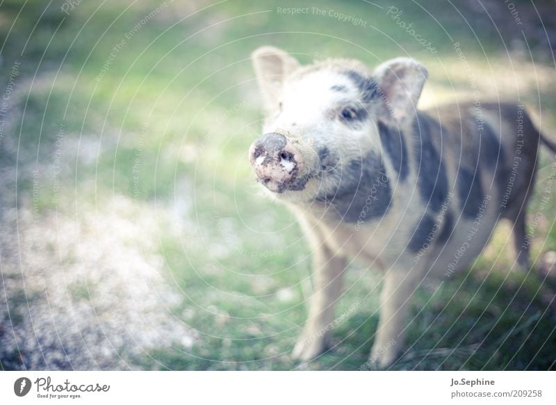 Schinken Tier Haustier Nutztier Streichelzoo 1 Tierjunges stehen niedlich Schwein Hausschwein Tiergesicht gefleckt drollig Grunzen Schnauze Nachkommen Tag