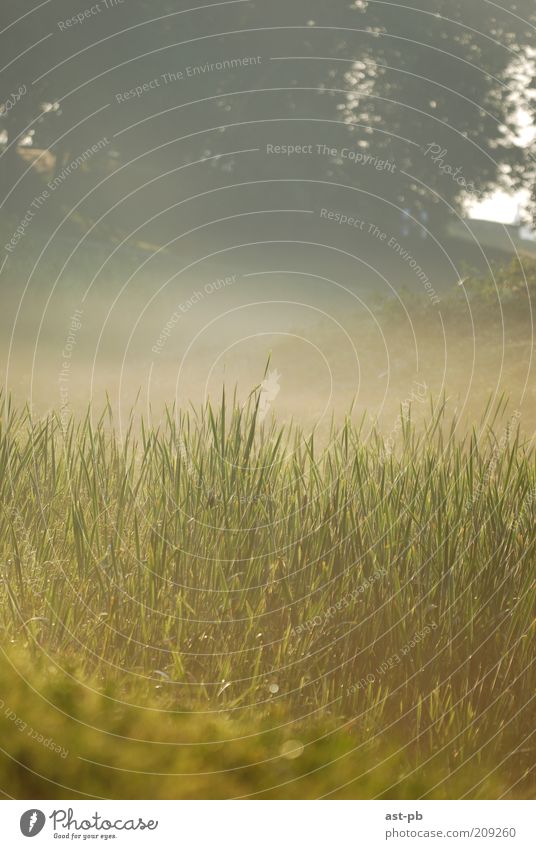 Morgennebel Umwelt Natur Pflanze Erde Luft Sonne Sonnenaufgang Sonnenuntergang Sonnenlicht Schönes Wetter Nebel Gras Hügel Flussufer Nowgorod Russland braun