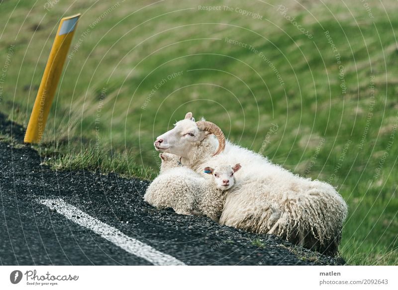 wärmer und trockener Tier Haustier Fell 3 Tierjunges Tierfamilie liegen kuschlig gelb grau grün Schaf Asphalt heizen eng Frühling Island Farbfoto Außenaufnahme