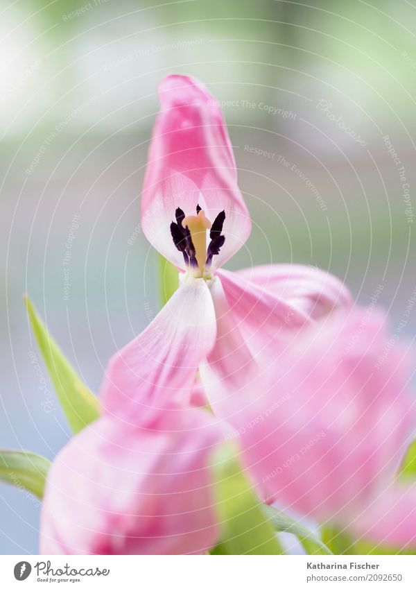 Tulpe Natur Pflanze Frühling Sommer Blume Blatt Blüte Blühend gelb grün orange rosa weiß Blütenstempel verblüht Farbfoto Innenaufnahme Nahaufnahme