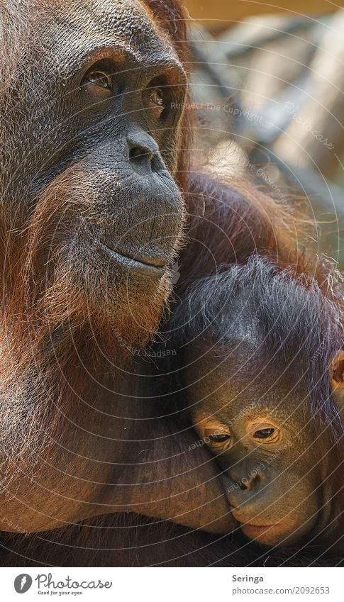 Traute Zweisamkeit und Geborgenheit Tier Wildtier Tiergesicht Fell Zoo 1 Umarmen Affen braun Gorilla Farbfoto mehrfarbig Außenaufnahme Detailaufnahme