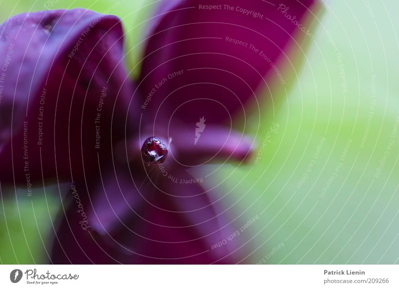 strange blossom Umwelt Natur Pflanze Frühling Blüte exotisch fangen Duft authentisch schön natürlich Staubfäden Tiefenschärfe Farbfoto mehrfarbig Detailaufnahme