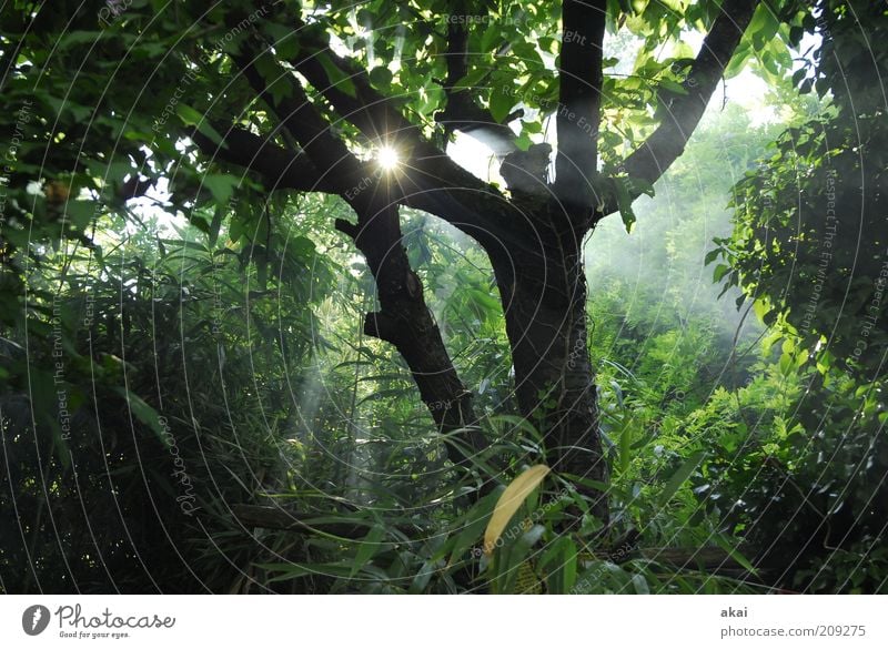 Grillsaison Umwelt Natur Sonne Baum Wald grau grün Rauch Sonnenstrahlen Blätterdach Farbfoto Außenaufnahme Tag Abend Nebel Baumstamm Sträucher Grünpflanze