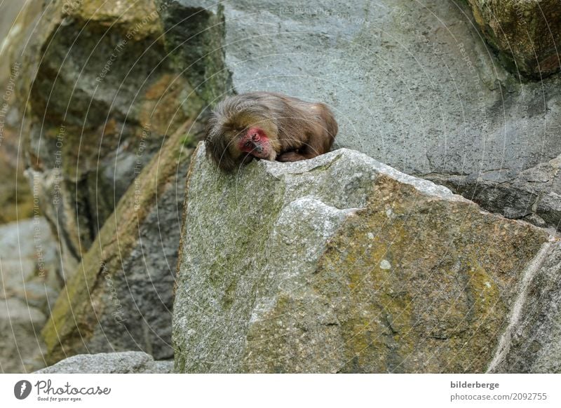 ruhen Ferien & Urlaub & Reisen Safari Zoo Felsen Affen liegen reisen Farbfoto