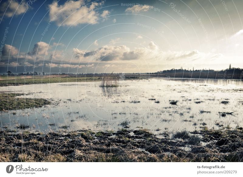 give me Moor Ferne Umwelt Natur Landschaft Pflanze Urelemente Erde Wasser Himmel Wolken Horizont Schönes Wetter Wiese Sumpf Teich Moorsee Sumpflandschaft