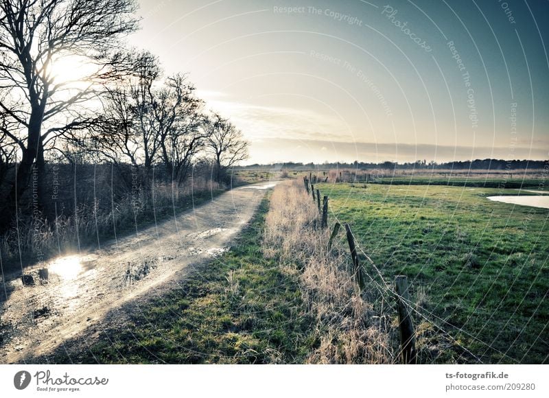 kein Weg zurück Umwelt Natur Landschaft Pflanze Urelemente Erde Wasser Himmel Wolkenloser Himmel Horizont Herbst Wetter Schönes Wetter Baum Wiese Moor Sumpf