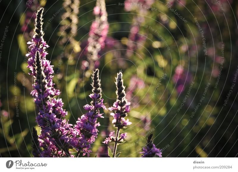 summer flower light - Lythrum salicaria (2) Umwelt Natur Pflanze Sommer Blume Blüte Wildpflanze Stauden Stengel Blutweiderich Blühend Duft Wachstum schön grün