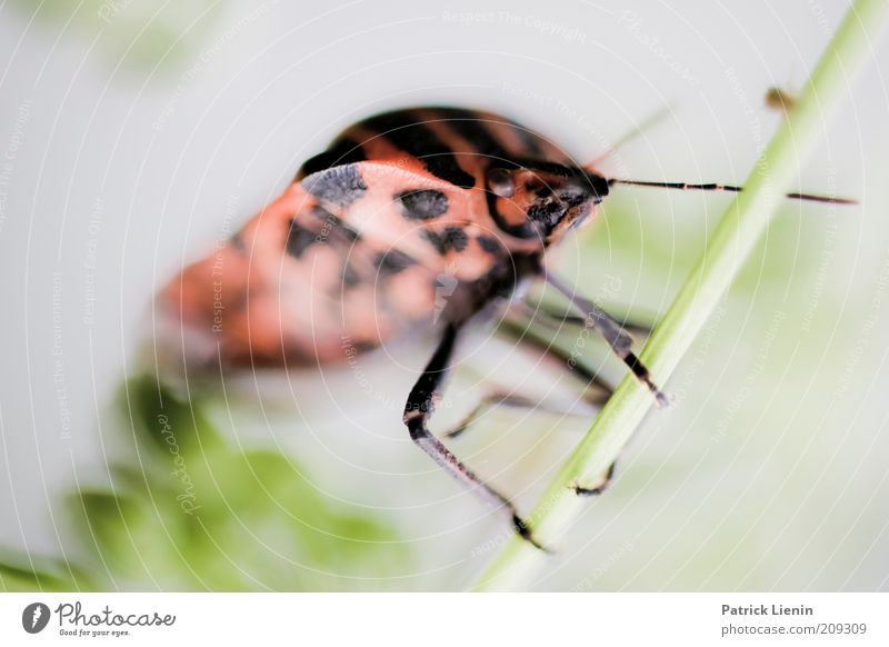 festgehalten Umwelt Natur Pflanze Tier Sommer Wildtier Käfer Tiergesicht 1 hängen festhalten Blick rot Mitte lustig groß Fühler Insekt Halm streifenwanze