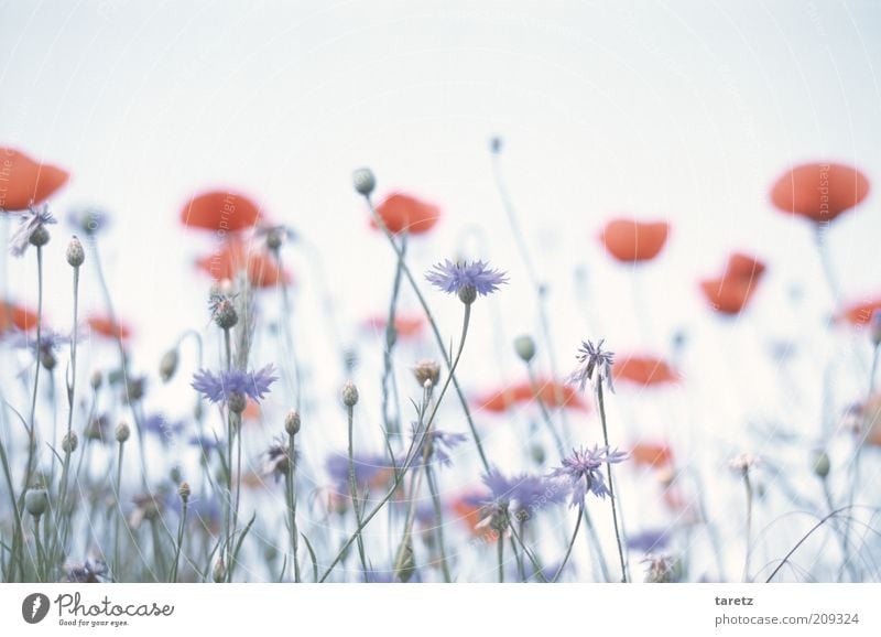 Kornblumen Umwelt Natur Pflanze ästhetisch blau rot Mohnblüte Mohnfeld sanft weich fantastisch Surrealismus ruhig Blumenwiese Duft malerisch Idylle hell Sommer