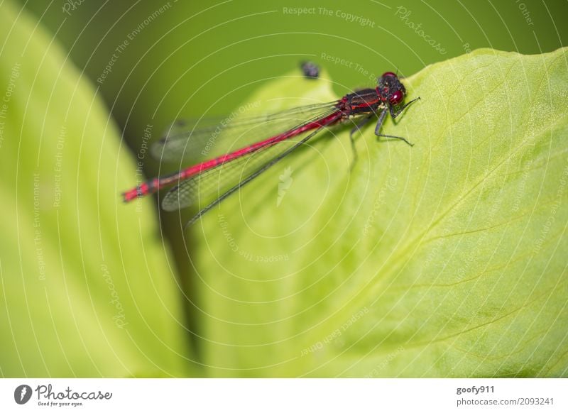 An der Kante!!! Umwelt Natur Frühling Sommer Pflanze Blatt Grünpflanze Garten Park Teich See Tier Wildtier Tiergesicht Flügel Libelle Libellenflügel 1 hängen