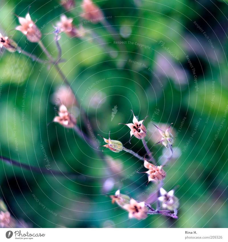 Hoffnung Natur Pflanze Sommer authentisch trocken ästhetisch Vergänglichkeit Wandel & Veränderung Landleben Farbfoto Menschenleer Lichterscheinung