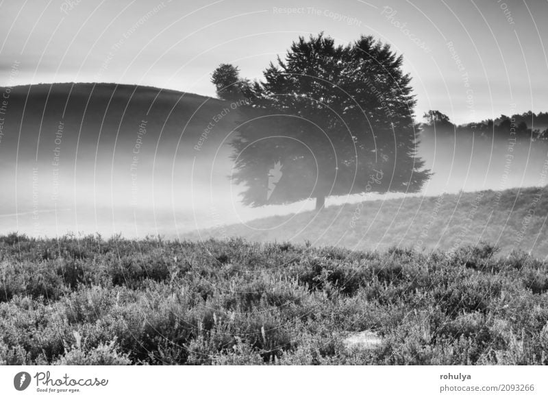 nebligen Morgen auf Hügeln mit blühendem Heidekraut Sommer Natur Landschaft Pflanze Himmel Sonnenaufgang Sonnenuntergang Nebel Baum Blume Blüte Wildpflanze