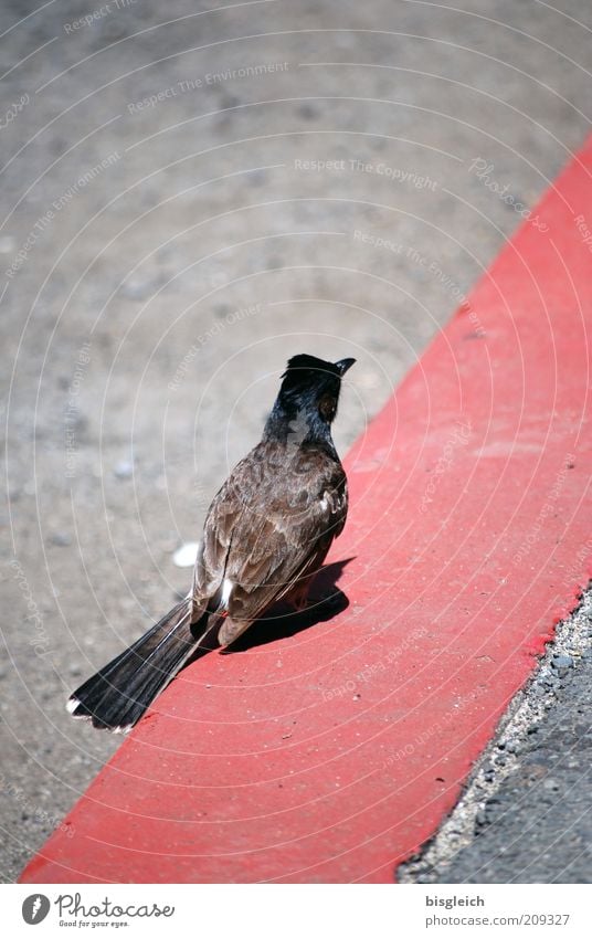 Bordsteinvogel Straße Vogel 1 Tier Beton sitzen warten grau rosa Außenaufnahme Tag Streifen Linie rot Rückansicht Feder Textfreiraum oben Textfreiraum unten