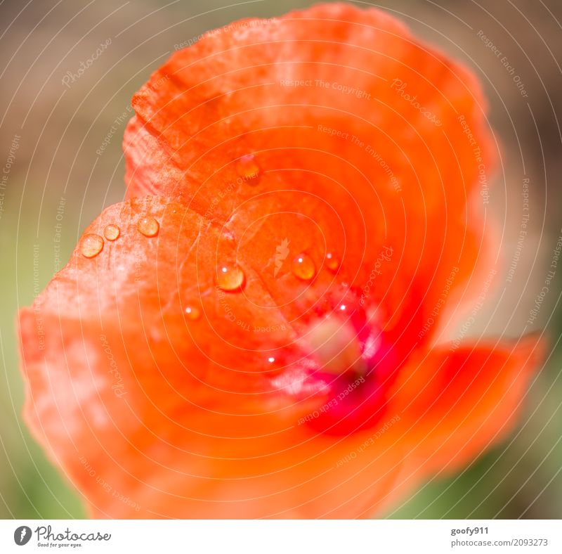 Nach dem Regen Umwelt Natur Landschaft Pflanze Tier Wasser Wassertropfen Sonnenlicht Frühling Sommer Schönes Wetter Blume Blatt Blüte Wildpflanze Garten Park