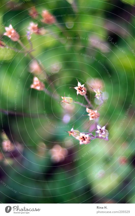 Hoffnung II Natur Pflanze Sommer Blume verblüht authentisch trocken grün rosa Gefühle Lebensfreude Vergänglichkeit Akelei Farbfoto Außenaufnahme Menschenleer