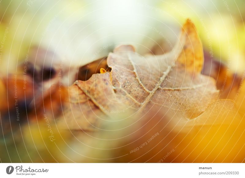 Laub Umwelt Natur Herbst Blatt Herbstlaub herbstlich Herbstfärbung Herbstbeginn hell natürlich schön braun gelb Vergänglichkeit Farbfoto Außenaufnahme