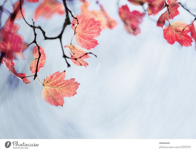 Ahornlaub Umwelt Natur Herbst Blatt Zweig Ast Herbstlaub herbstlich Herbstfärbung Herbstbeginn dehydrieren Wachstum außergewöhnlich frisch hell schön