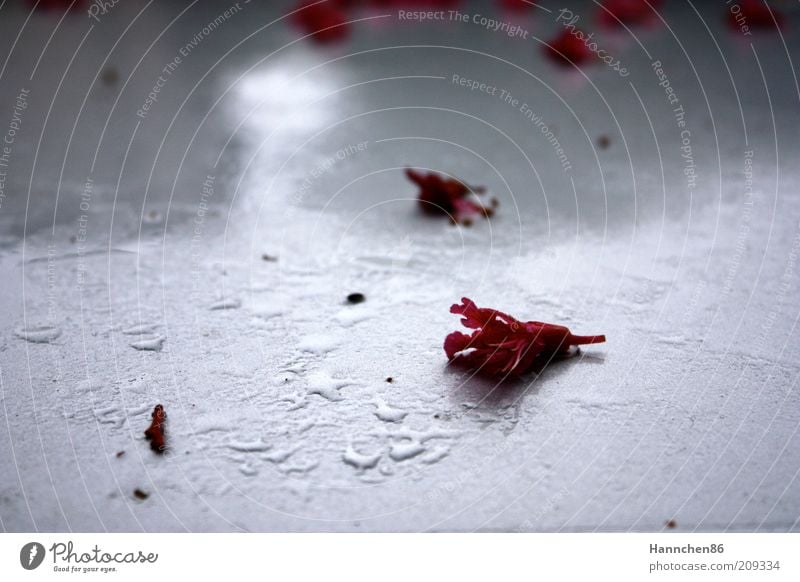 Rosa auf Weiß Pflanze Wassertropfen Regen Blume Rose Blüte Duft nass rot weiß Farbfoto Menschenleer Schatten Kontrast Rosenblätter Rosenblüte gepflückt einzeln