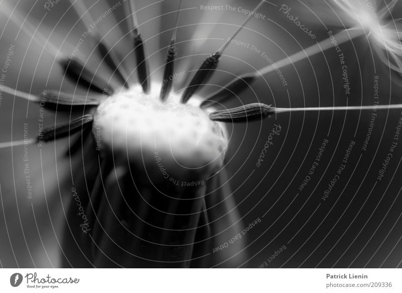 bereit zum Abflug! Umwelt Natur Pflanze Frühling Grünpflanze ästhetisch natürlich schön Samen Löwenzahn leicht bezaubernd Schwarzweißfoto Detailaufnahme