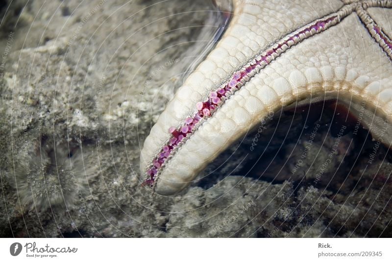 .Tentakel Tim Meer Natur Tier Wasser Küste Seeufer Korallenriff Wildtier Pfote Stein liegen schleimig Außenaufnahme Nahaufnahme Detailaufnahme Menschenleer