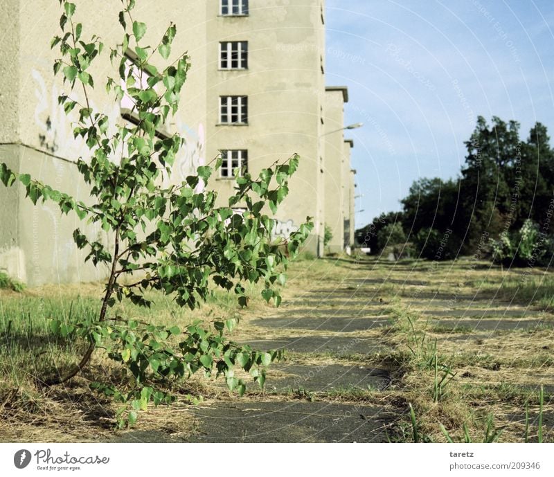 Natur kommt zurück Pflanze Zeit Prora KdF-Anlage Plattenbau Vergänglichkeit Stadt sprießen Zukunft Wachstum Lebenskraft Verfall Baum Ferne groß Häuserzeile