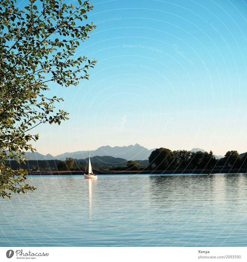 Chiemsee Segeln Sommer Natur Schönes Wetter See blau Freizeit & Hobby Ferien & Urlaub & Reisen Segelboot Außenaufnahme Menschenleer Textfreiraum oben Tag