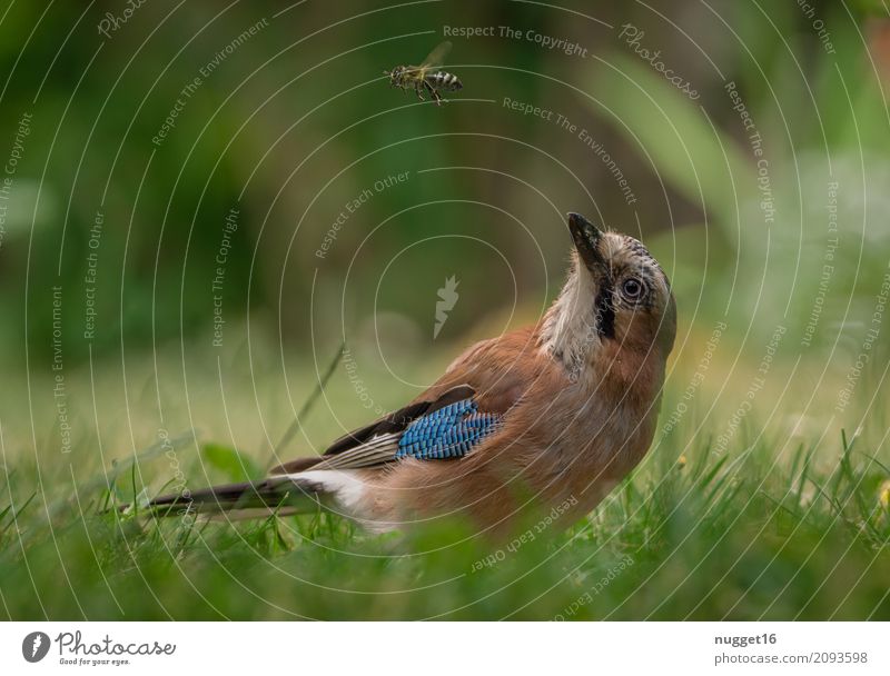 Eichelhäher mit vorbeifliegender Biene Umwelt Natur Tier Sonnenlicht Frühling Sommer Herbst Gras Garten Park Wiese Wald Wildtier Vogel 2 ästhetisch frech