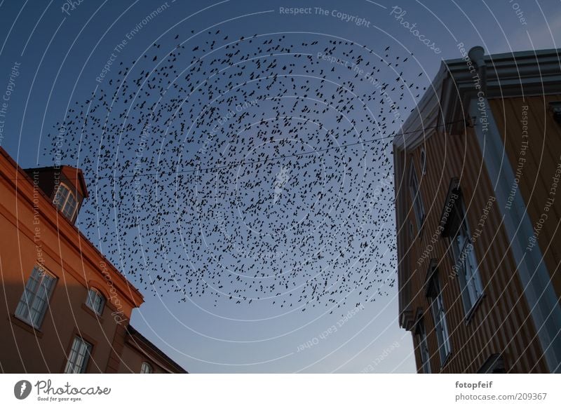 Vögel Vogel Bewegung fliegen blau Leichtigkeit Farbfoto Außenaufnahme Tag Dämmerung Vogelschwarm Zugvogel viele Tiergruppe Blauer Himmel Wolkenloser Himmel