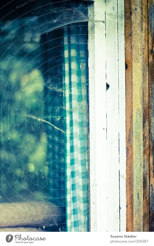 Abstellhäuschen Fenster Holz Fensterrahmen Spinnennetz Glasscheibe Gartenhaus Spinngewebe Farbfoto Außenaufnahme Nahaufnahme Tag kariert Vorhang Fensterscheibe